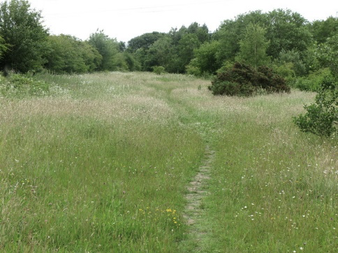 Path through grass to trees
